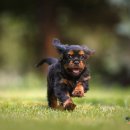 능곡동물병원 이미지