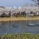 개나리공원 건너편 | ​지금 안 가면 끝? 서서울호수공원 벚꽃 엔딩과 자목련, 개나리의 향연