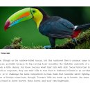 Keel-billed toucan - 용골부리 큰 부리새 이미지