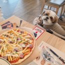 (주)스타럭스 | 안성 스타필드 매드포갈릭 애견동반 식당 강아지 나들이 후기