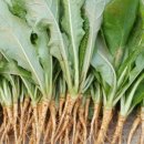 선향농장 이미지