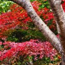 청산 단풍나무길 이미지