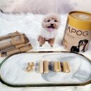 시현펫살롱 이미지