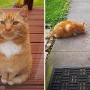 냥글냥글 이미지