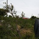 소나무농장 이미지