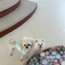 시오멍 이미지