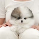 강아지고양이 미유펫 청주점 | 부평강아지분양 가족을 만난 미유펫 애견분양샵