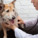 이로동물의료센터 이미지