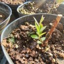 가온목장 이미지