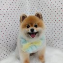 펫피파니 이미지