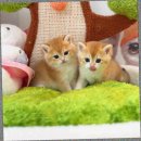 더 브리티쉬 | 일산 브리티쉬 먼치킨 고양이분양 후기