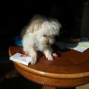 동물병원 퍼피하우스 이미지