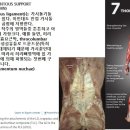 [12강-몸통뼈대6-](117,118,119강-1) 척주의인대지지, 척주의 골학적 특징, 목뼈영역전형적인 목뼈 이미지