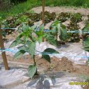 제호농장 이미지