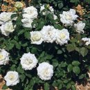 로얄(ROYAL) 이미지