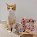 기호성 최강으로 눈 돌아가는 고양이 간식 포펫 레토르트 런치박스