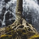 뿌리(Root) 기업