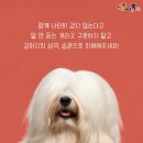 착한강아지 이미지