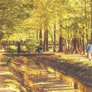 축구장 46개 크기 숲이 전부 단풍으로… 노란빛 메타세쿼이아 즐기는 무료 가을 명소 이미지