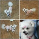 똥강아지 애견샵 이미지