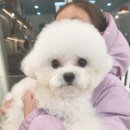 판도라독 이미지
