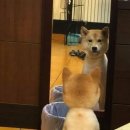 거울보는 강아지 이미지