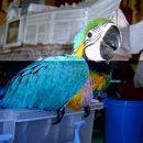 명품켄넬 이미지