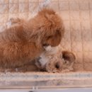 에코 켄넬 이미지