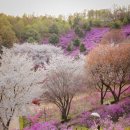 [경기 부천] 3월 4월 가볼만한 곳_진달래와 벚꽃이 가득한 원미산 진달래 꽃동산🌸