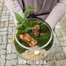 린다플랜트 이미지