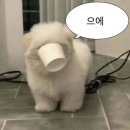 영블리 이미지