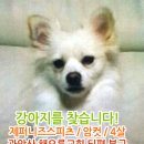 제퍼니즈