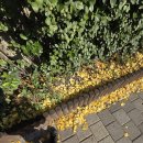 생활권19-1(R) | EP.11 R - CHOP 치료 후기 (10)