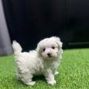 하이바이 분양소 이미지