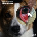 안심리더스요양병원 | 리트리버 강아지 안충 치료 후기 가격 [24시 분당 리더스 동물병원]