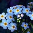 물망초 - 천안시 동남구 먹거리8길 41 | 물망초