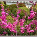 보령-미산-1 이미지