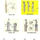 접목일반과 소나무접목. 이미지