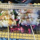 사비마루 이미지