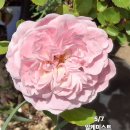 알케미스트 이미지