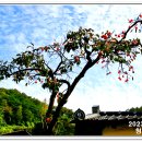 청도감마을 이미지