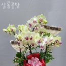 샬롬꽃방 - 강북구 오현로31길 16 | 샬롬꽃방