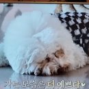 멍블리하우스 이미지