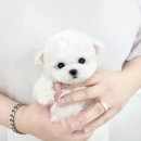 우리퍼피 | 천안에서 만난 귀여운 소형견, 우리집퍼피에서의 분양 후기