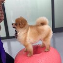 쇼펫 이미지