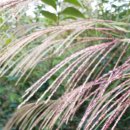 별따라꽃따라 이미지