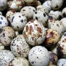 대한메추리 이미지