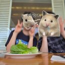 랩스비(LABS BE) | 세부 가성비 숙소 비리조트 막탄 조식 메뉴부터 맛까지 깔끔한 후기