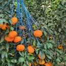 철이농장 이미지