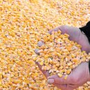 한일사료(주) | 3/29(목) : 로봇(케이엔알시스템/엔젤로보틱스) 샤오미(우리산업) 전력(제룡전기) 반도체(한미/제주...